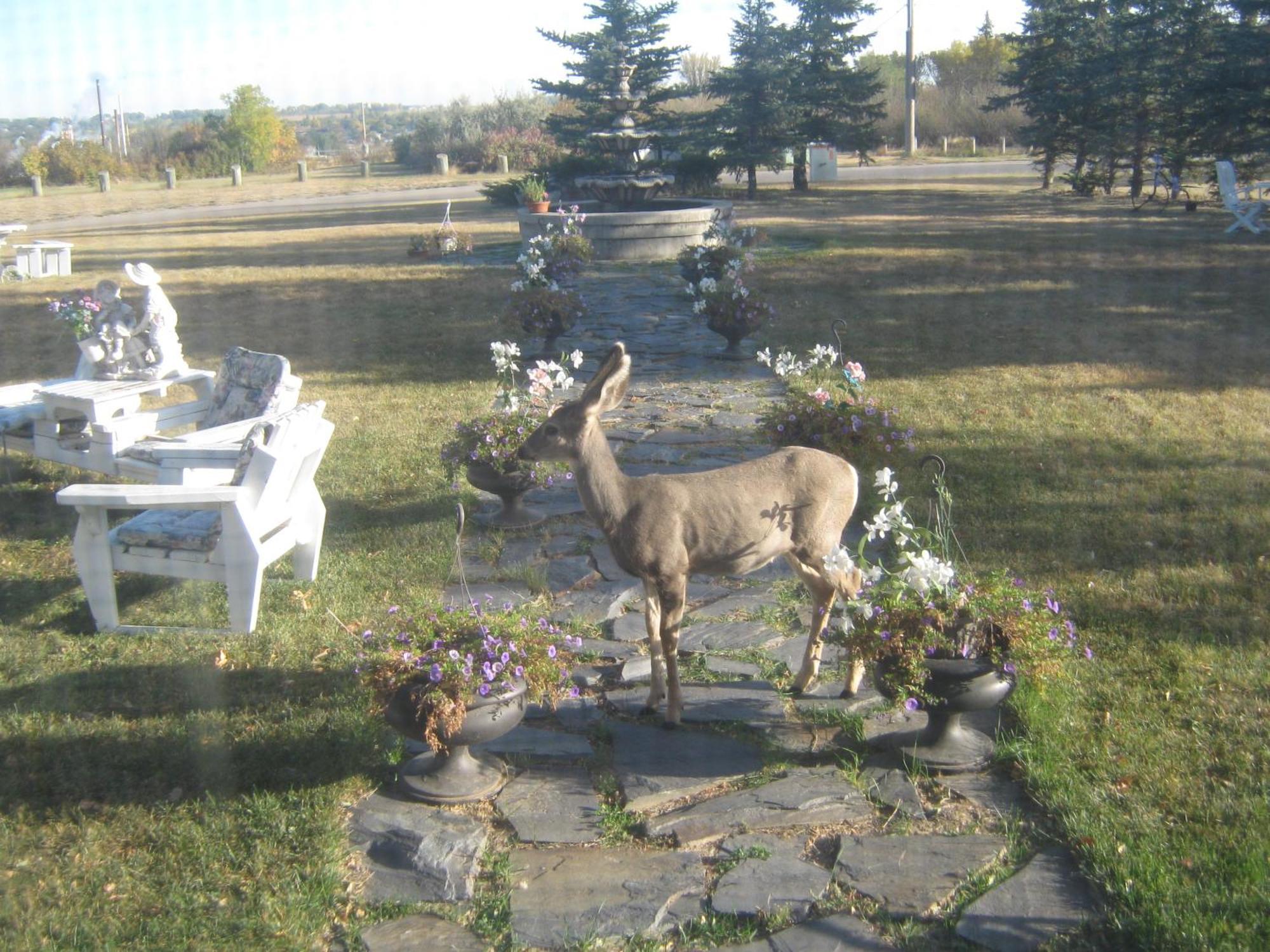 Wakamow Heights Bed And Breakfast Moose Jaw Exterior foto
